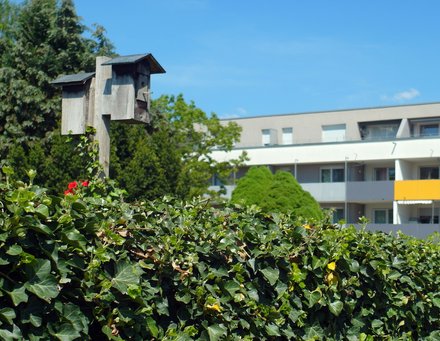 Wohnsituation Nähe U-Bahnstation Hasenbuck im Frühjahr bei strahlendem Wetter. Rechts im Hintergrund ein modernes Wohngebäude, die fassade durch Balkone geprägt, im Vordergrund Efeumauer, Vogelhäuschenaus Holz, grüne Baumkronen.